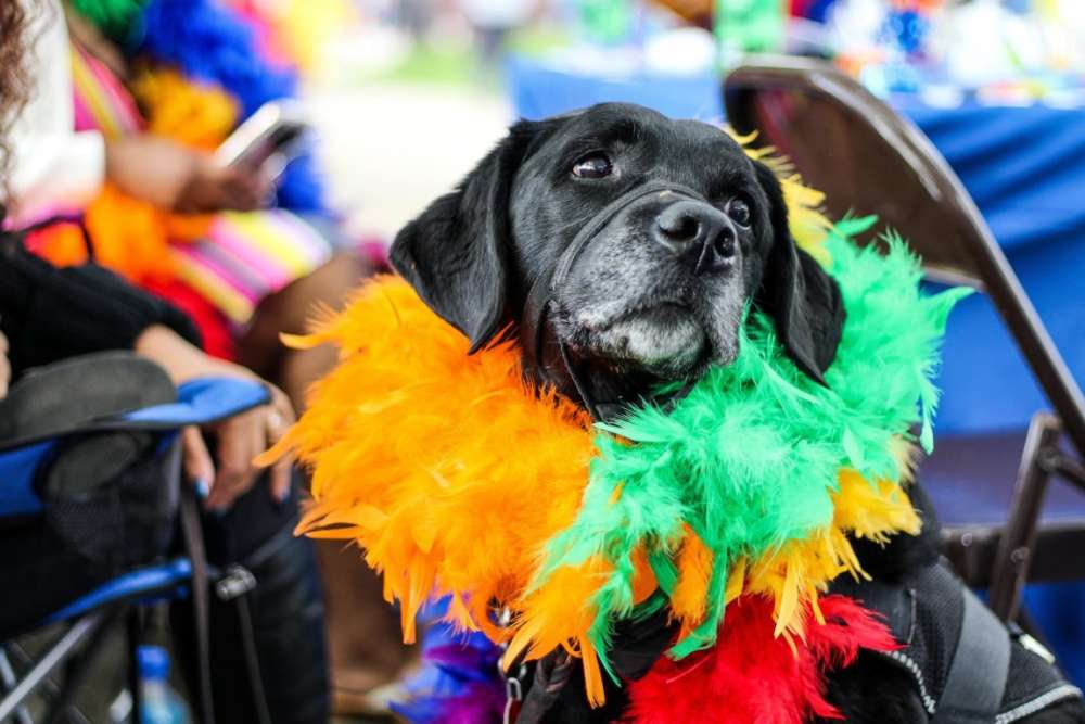 Decora tu casa en carnaval I Inmhogar Ávila