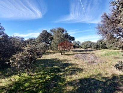 GRAN PARCELA EN DEHESA DE PANCORBO 96